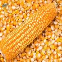 Maize