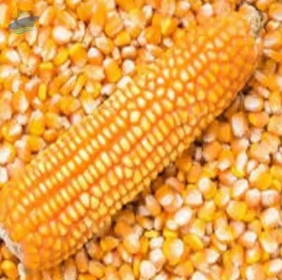 Maize