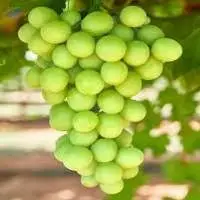 Grapes