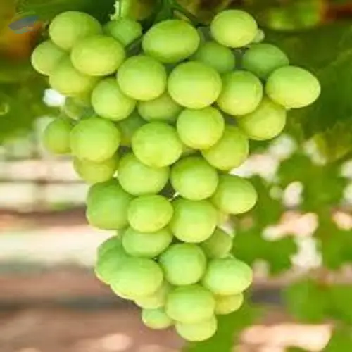 Grapes