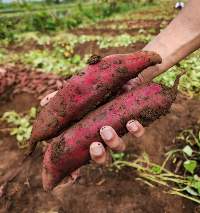 Fresh Red-Skinned Yellow Inside Yam