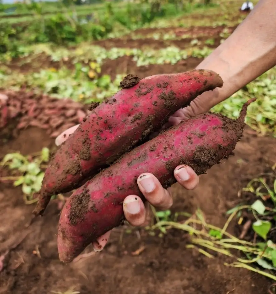 Fresh Red-Skinned Yellow Inside Yam