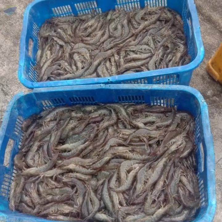 Frozen Shrimp (Vannamei)