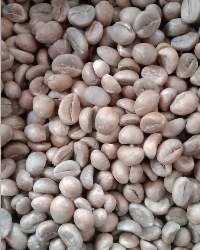 Green Bean Coffee Bajawa Floros Indonesia