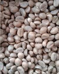 Green Bean Coffee Bajawa Floros Indonesia
