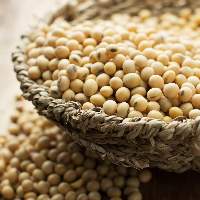 Soybean Seeds
