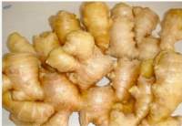 Ginger