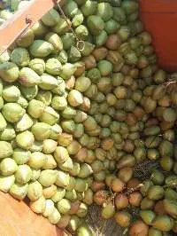 Coconut