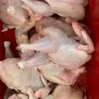 Frozen Chicken