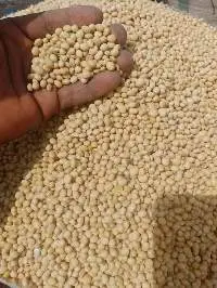 Soyabean Or Soybean