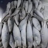 Frozen Sardine Fish