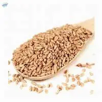 Quality Organic Whole Wheat Grain bulk Price