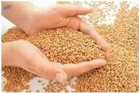 Wheat Grain for Sale Wholesale Supplier