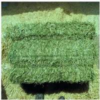 Quality Alfalfa Hay and Timothy Hay Animal Feed