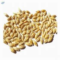 Barley Grain, Barley Malt and Barley Grain