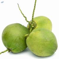 High Quality Fresh Coconut Green Organic
