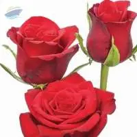 Fresh Red Rose