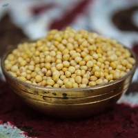 Yellow Mustard Seeds