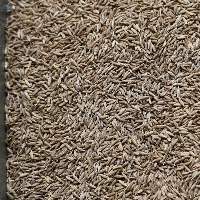 Cumin Seeds