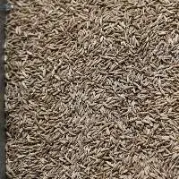 Cumin Seeds