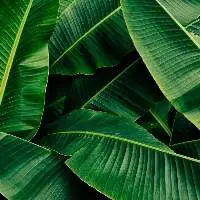 Banana Leaves