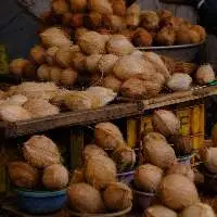 Mature Coconut
