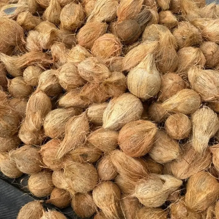 Coconut