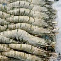 Frozen Prawns