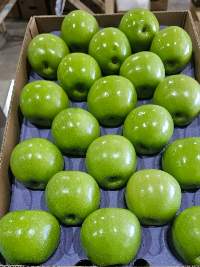 Granny Smith Apples