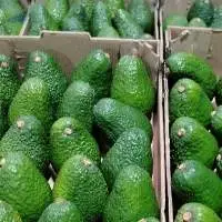 Hass Avocado