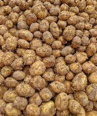 Fresh Potato