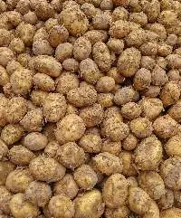 Fresh Potato