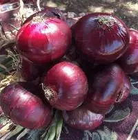 Red And Yellow Onions