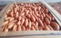 Sweet Potato