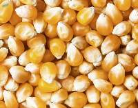 Yellow maize