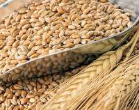 Wheat