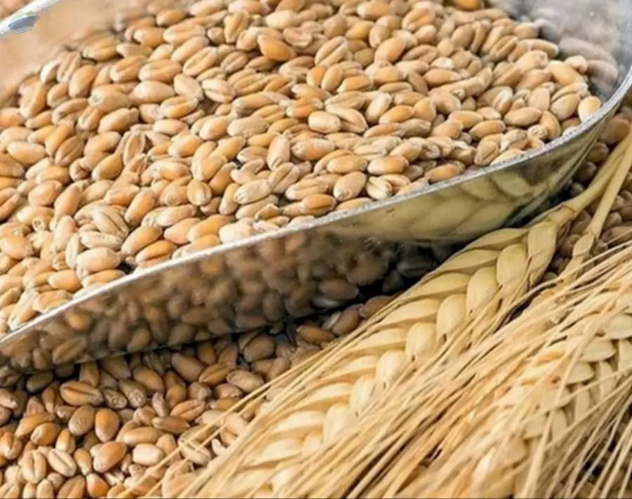 Wheat