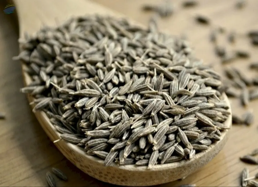 Cumin
