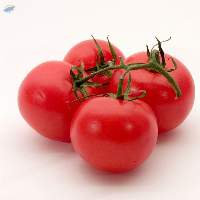 Fresh Tomato