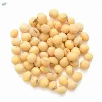 Organic Soybean Seeds