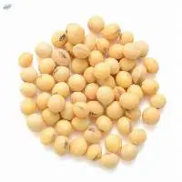 Non-GMO / GMO Soybean