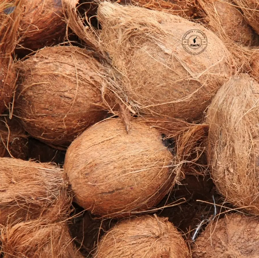 Semi Husked Coconut