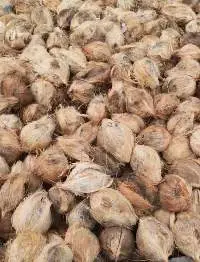 Semi-Husked Coconuts