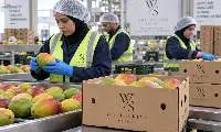 Premium Fresh Egyptian Mangoes