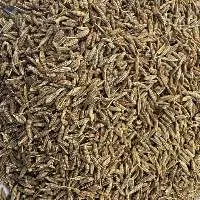Cumin Seeds