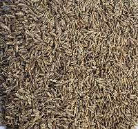 Cumin Seeds