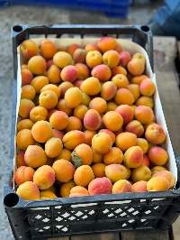 Apricot