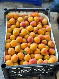 Apricot
