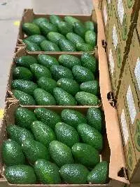 Avocado