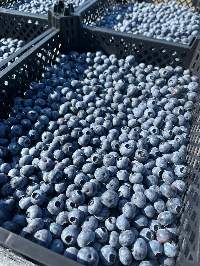 Fresh blueberries